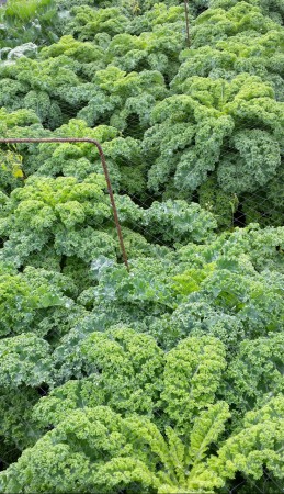 Boerenkool sept 2015